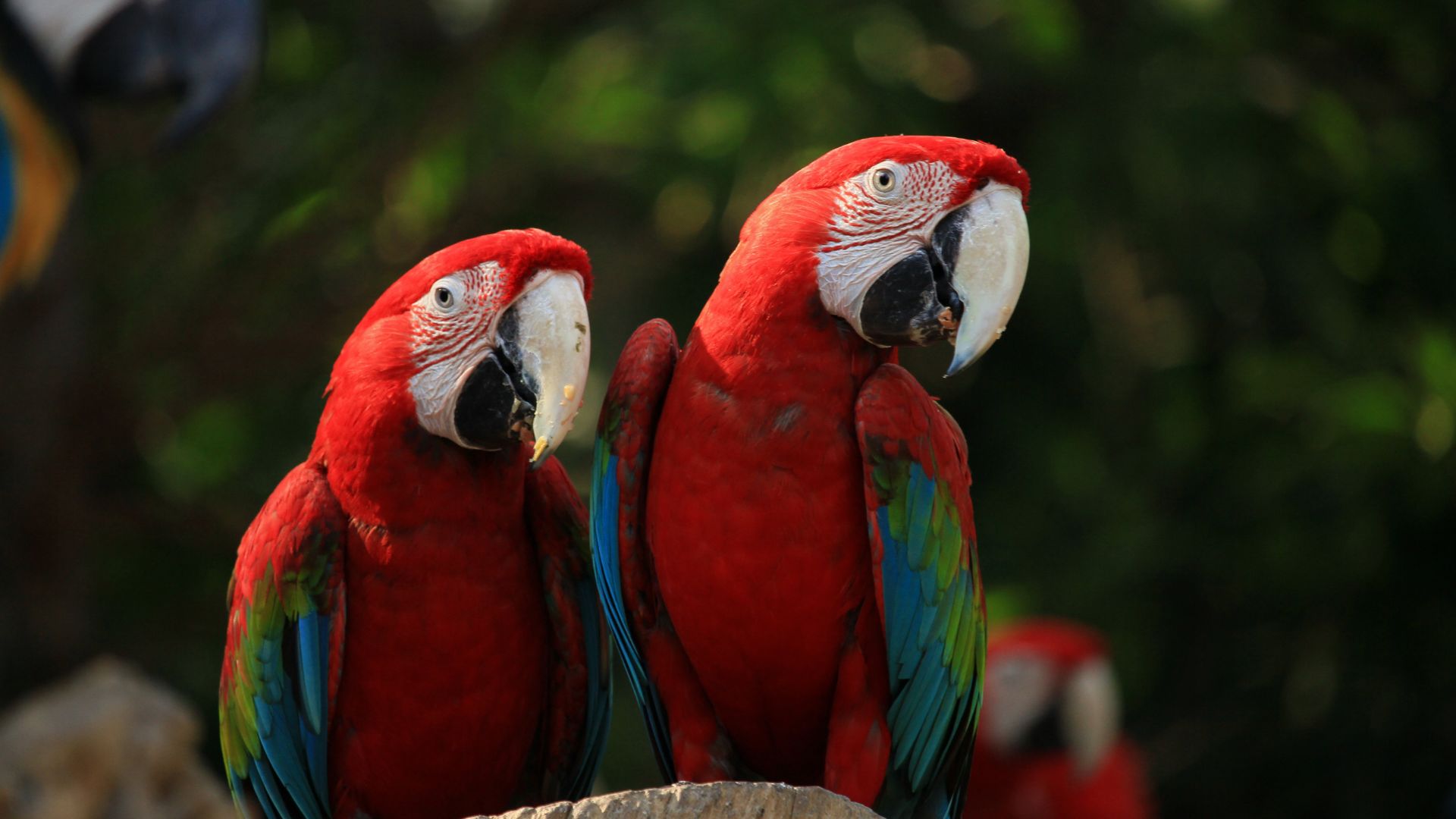 Galapagos & Amazon Birding Experience