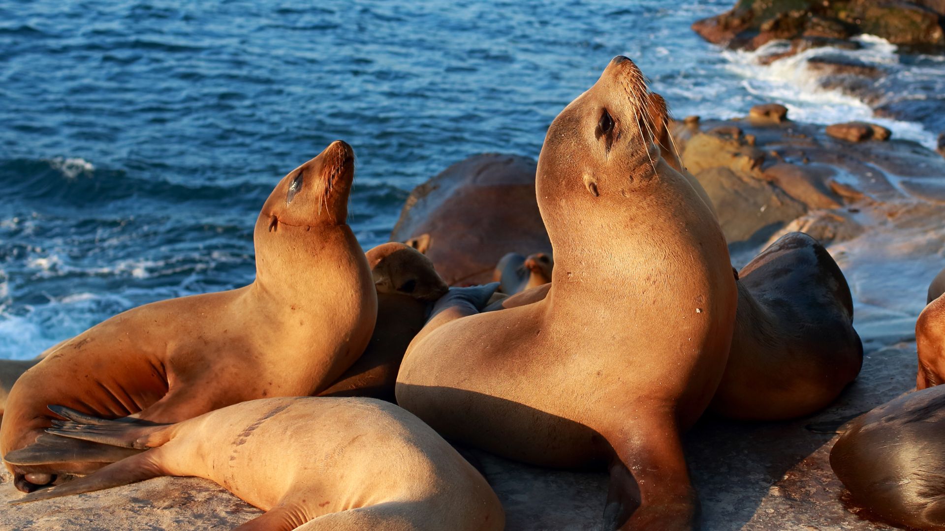 Galapagos & Amazon Birding Experience