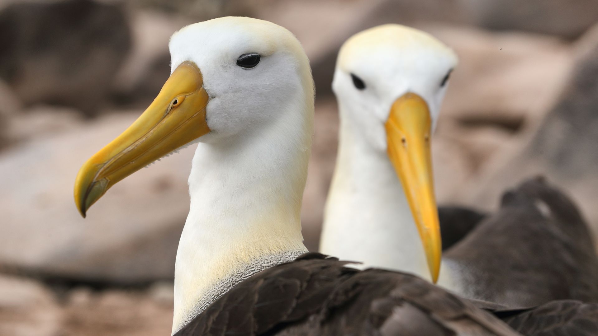Galapagos & Amazon Birding Experience
