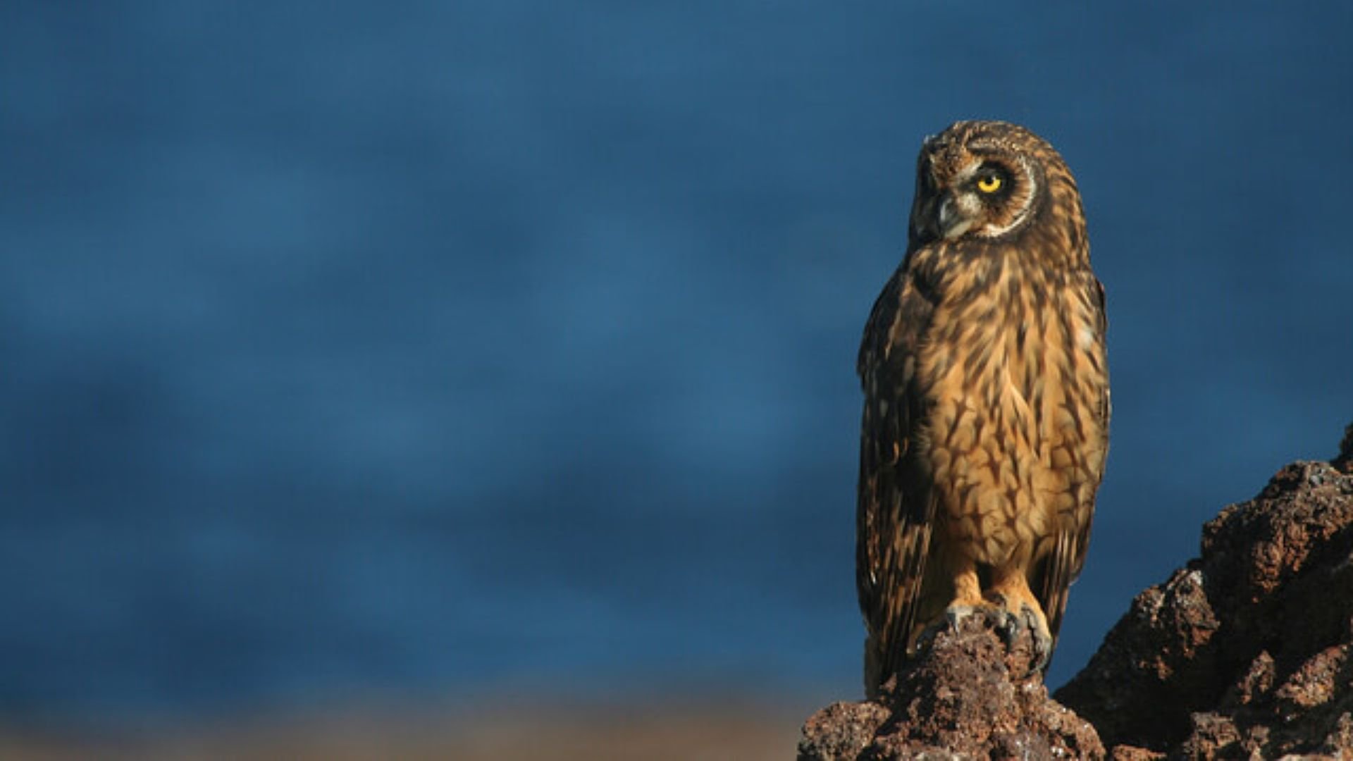 Galapagos & Amazon Birding Experience