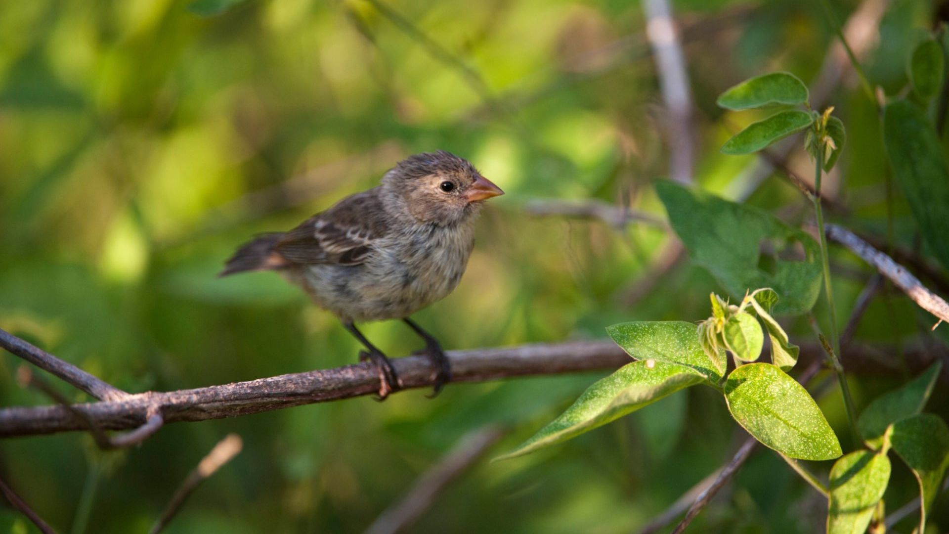 Galapagos & Amazon Birding Experience