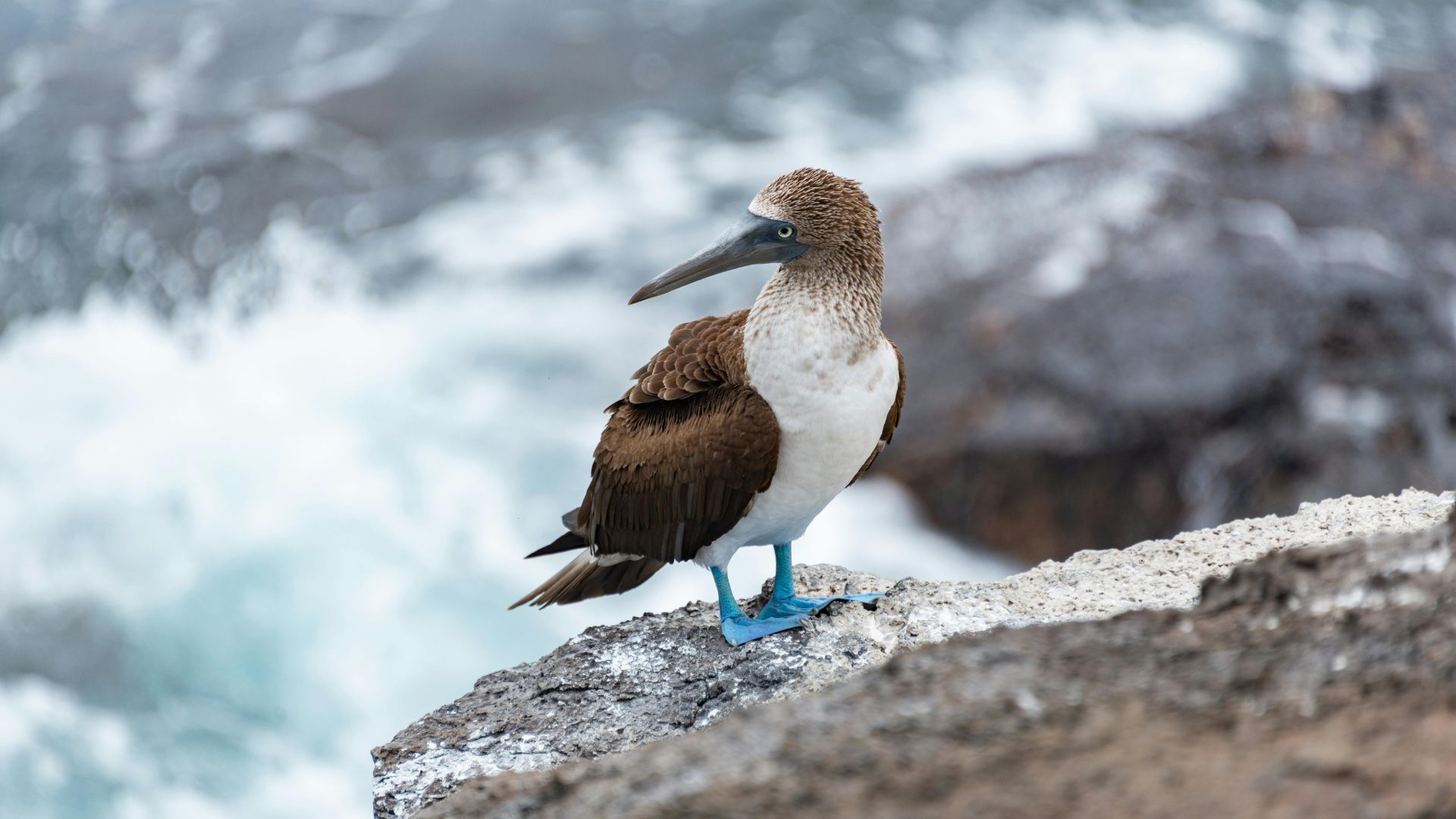 Galapagos & Amazon Birding Experience