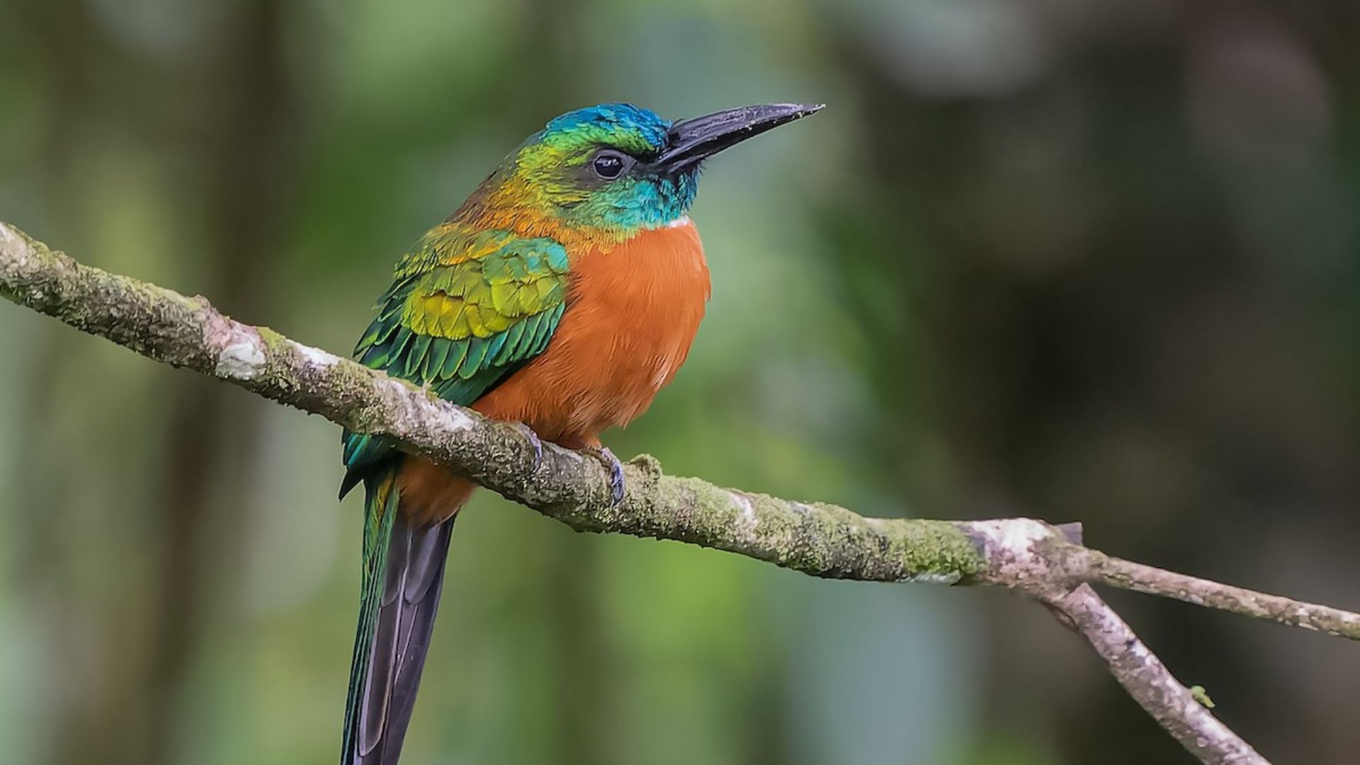 Galapagos & Amazon Birding Experience
