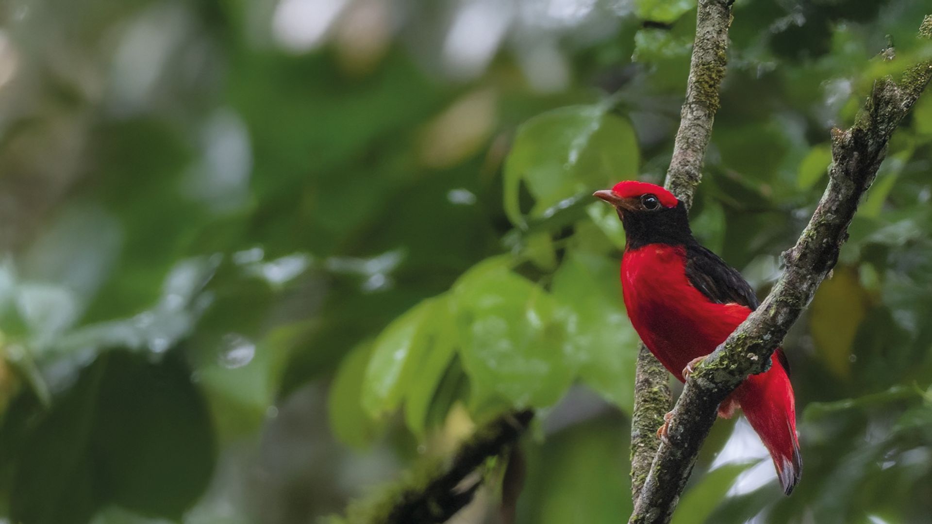 Galapagos & Amazon Birding Experience