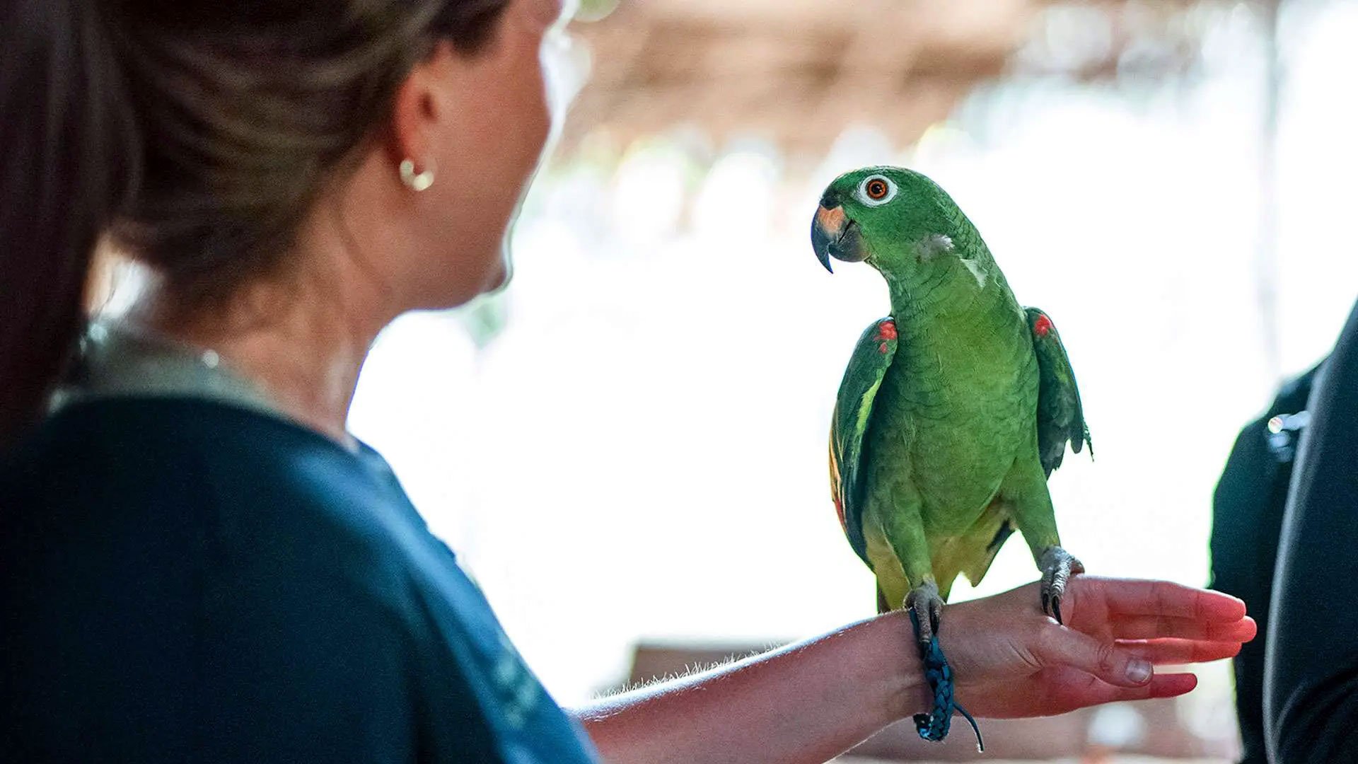 Colorful Amazon parrot perched on a tree branch in Yasuni rainforest