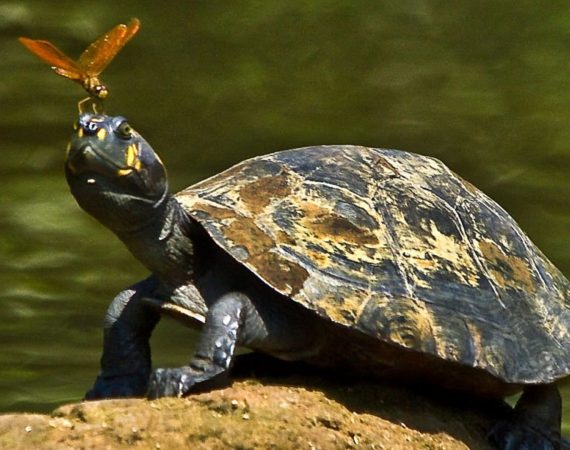 Amazon river turtle on a riverbank in Yasuni National Park rainforest