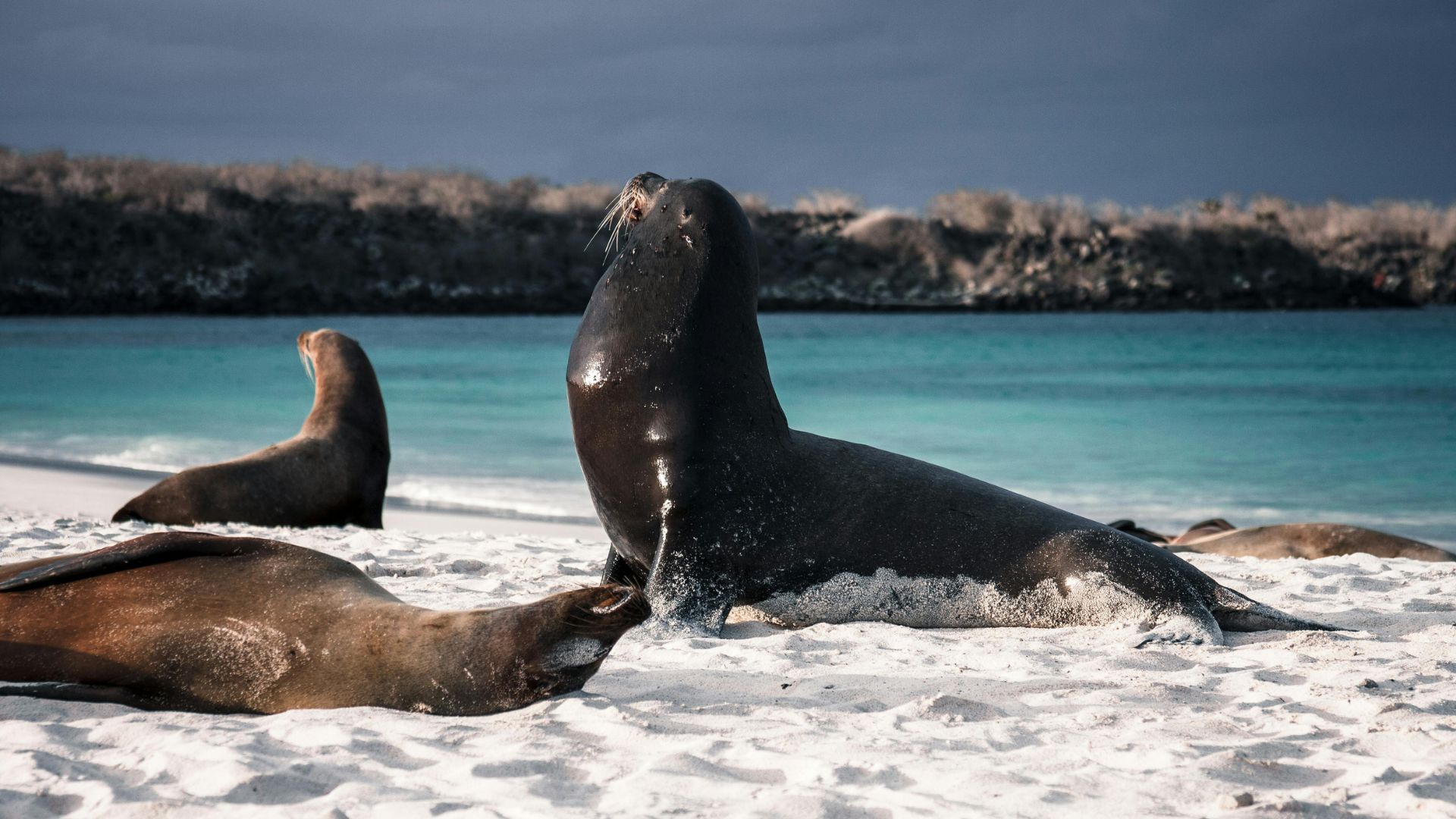 Galápagos sea lions resting on the coast with Wao Kamp