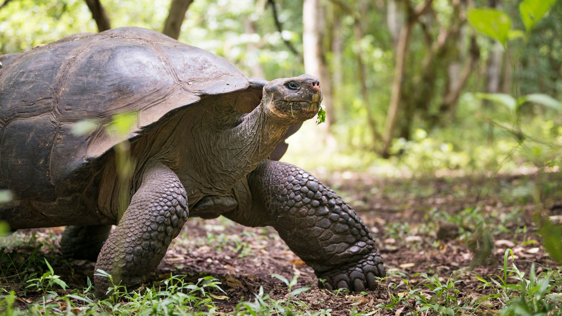 Giant tortoise in the Galápagos Islands with Wao Kamp