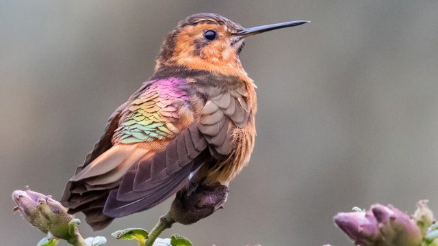 Ecuador Birds Andes & Amazon