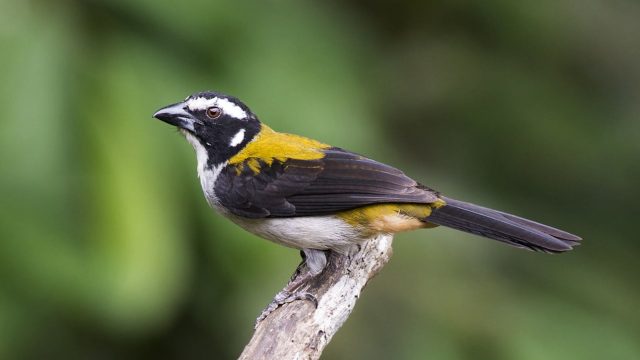 Day Birds & Wildlife in Ecuador