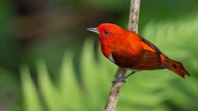 Birding Photo Experience