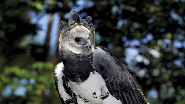 Harpy Eagle