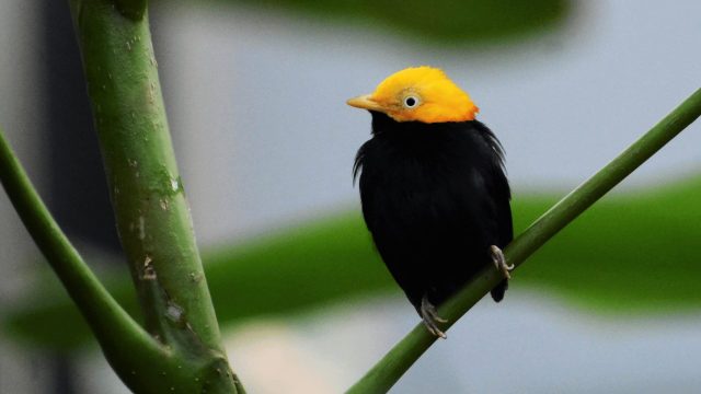 Images Wao Birds (10)