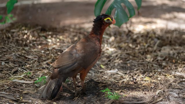 Nocturnal Curassow