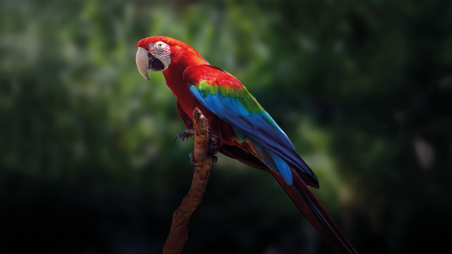 Red and Green Macaw