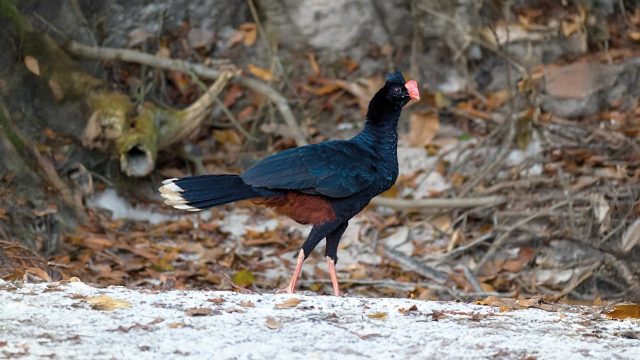 Salvins Curassow