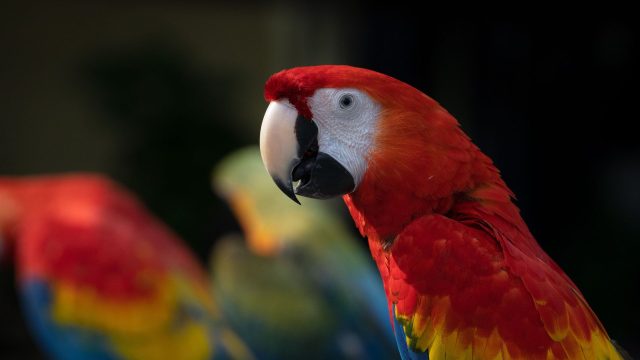 Wao Images Wildlife (2)